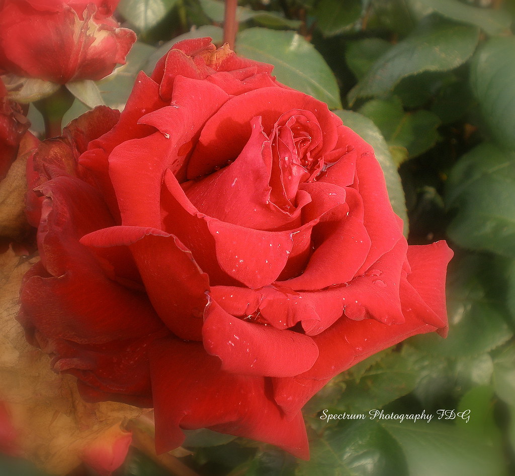Vancouver Amtrak Station Roses Red Taken on June 3rd waiti… Flickr