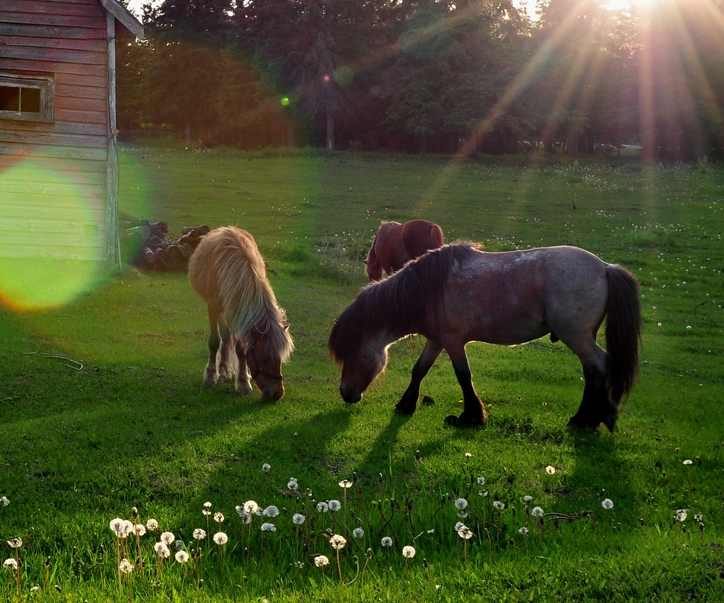 Sunset Horses Hwy 43 & TWP545 Paul Chan Flickr