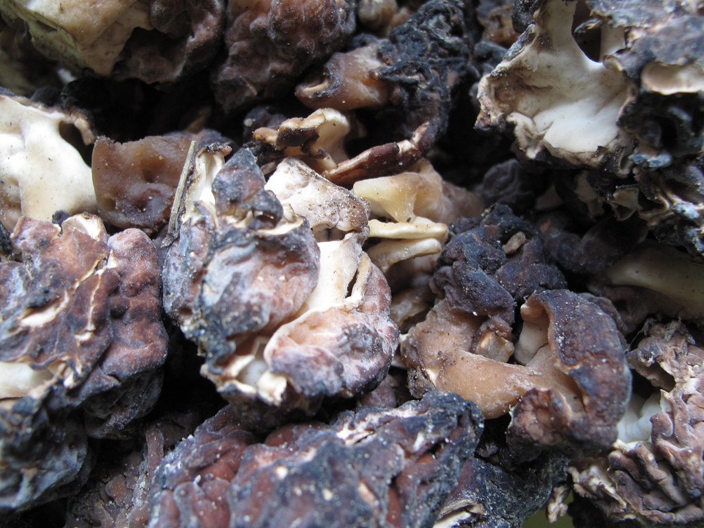 False morels "When consumed, the false morel's principal a… Flickr