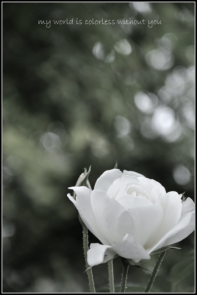 Rose some say love it is a flower and you is the only seed… Flickr