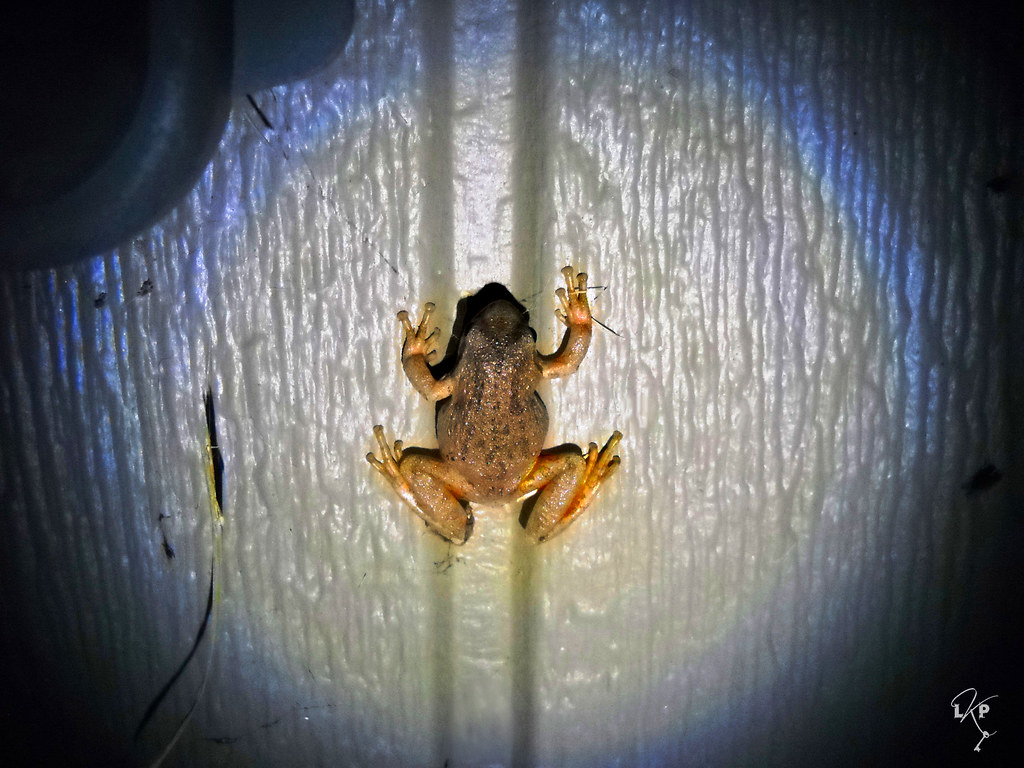 Good Omen Am a huge frog fan. So when I went to water our … Flickr