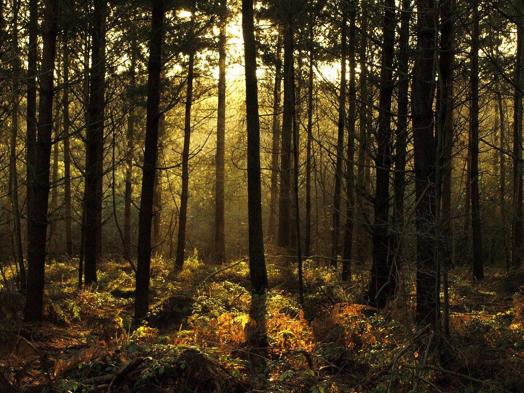 Blidworth Woods Pines of Blidworth Woods near the southern… Flickr
