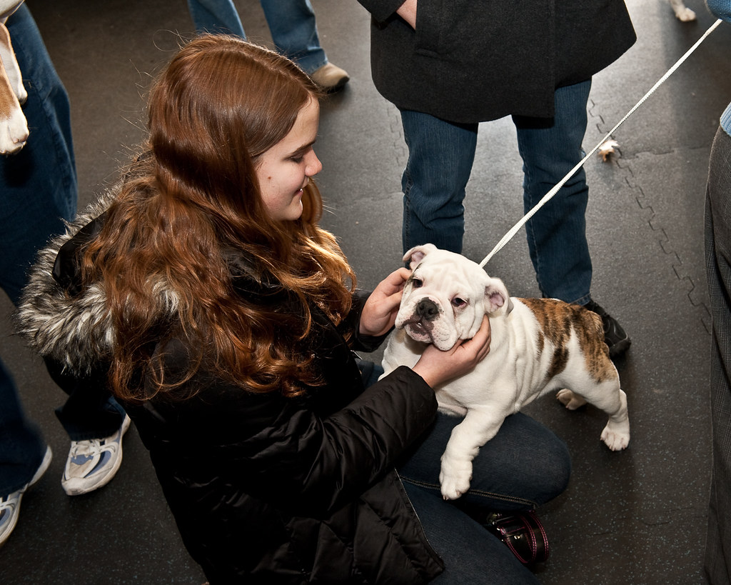 Bulldog Club of New Jersey Puppy Match, Flemington, New Je… Flickr