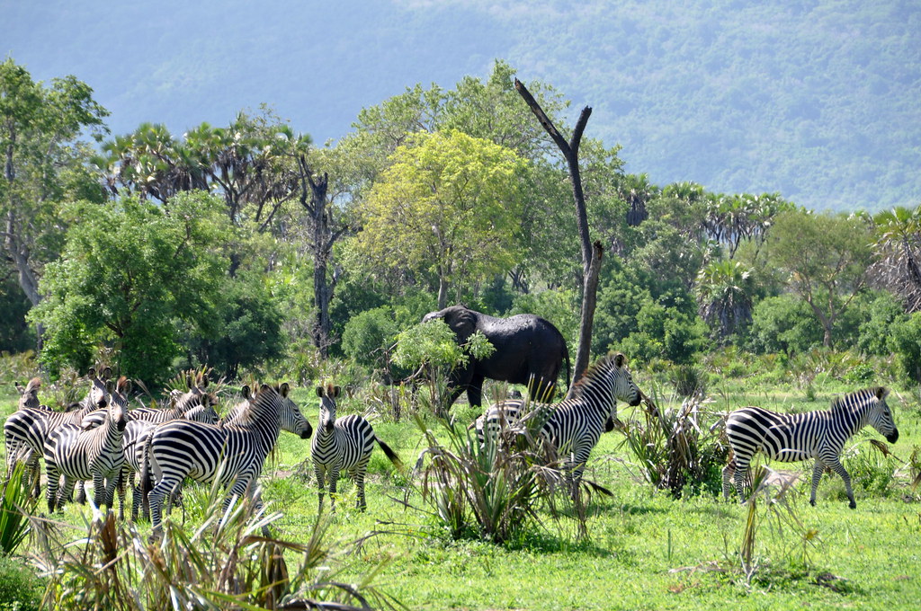Elephant and Zebras On safari at the Selous Game Reserve i… Flickr