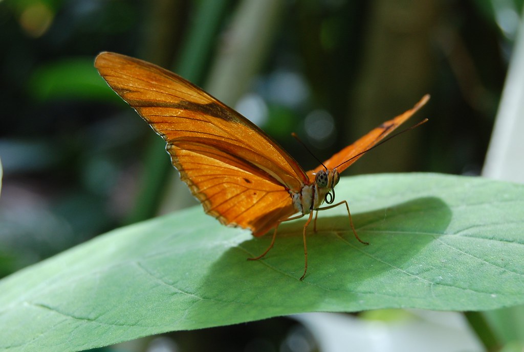 The Julia Butterfly Taken at a butterfly exhibit at Olbric… Flickr