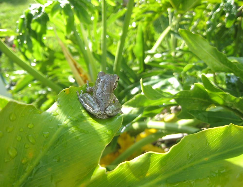 Tree Frog A tree frog outside my Grandma's house in Florid… Lauren