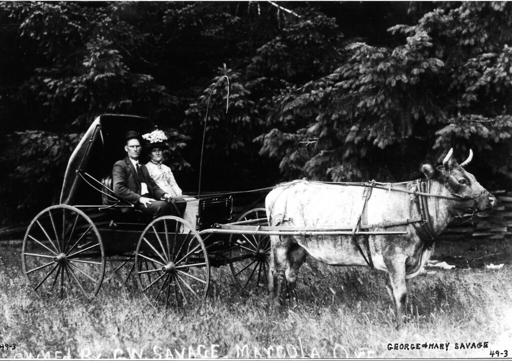 Old Marcola Oregon Cow also gave milk. curtis Irish Flickr