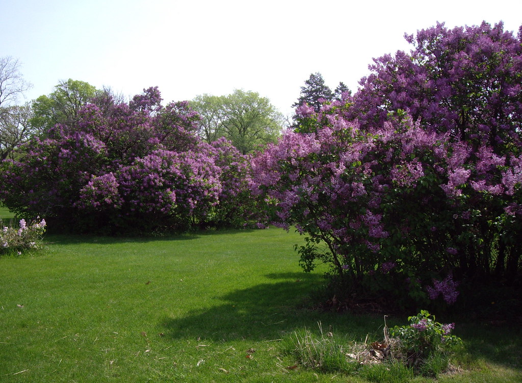 Ewing Park A park full of lilacs. Diana Tarpin Flickr
