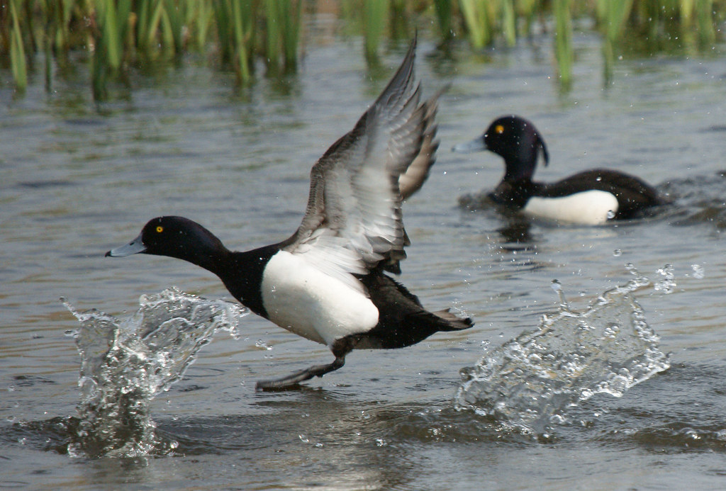 Tufted Duck, Leighton Moss RSPB April 2010 Aythya fuligula… Flickr