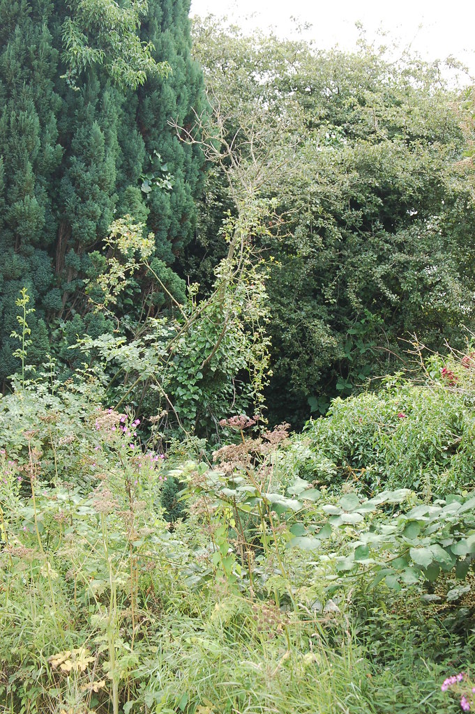 shrubbery Beeston, Bedfordshire Flickr