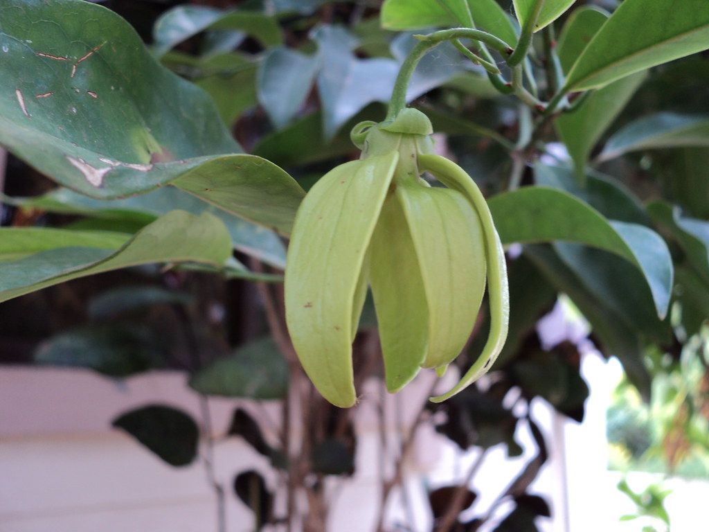 manoranjitham in my garden malarvizhi ramesh Flickr