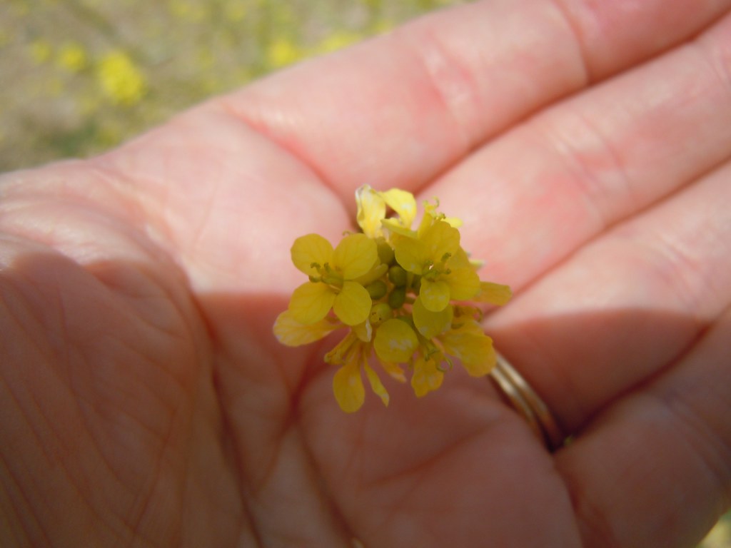 Drive from Big Bear Lake, CA back to Las Vegas Judy Baxter Flickr