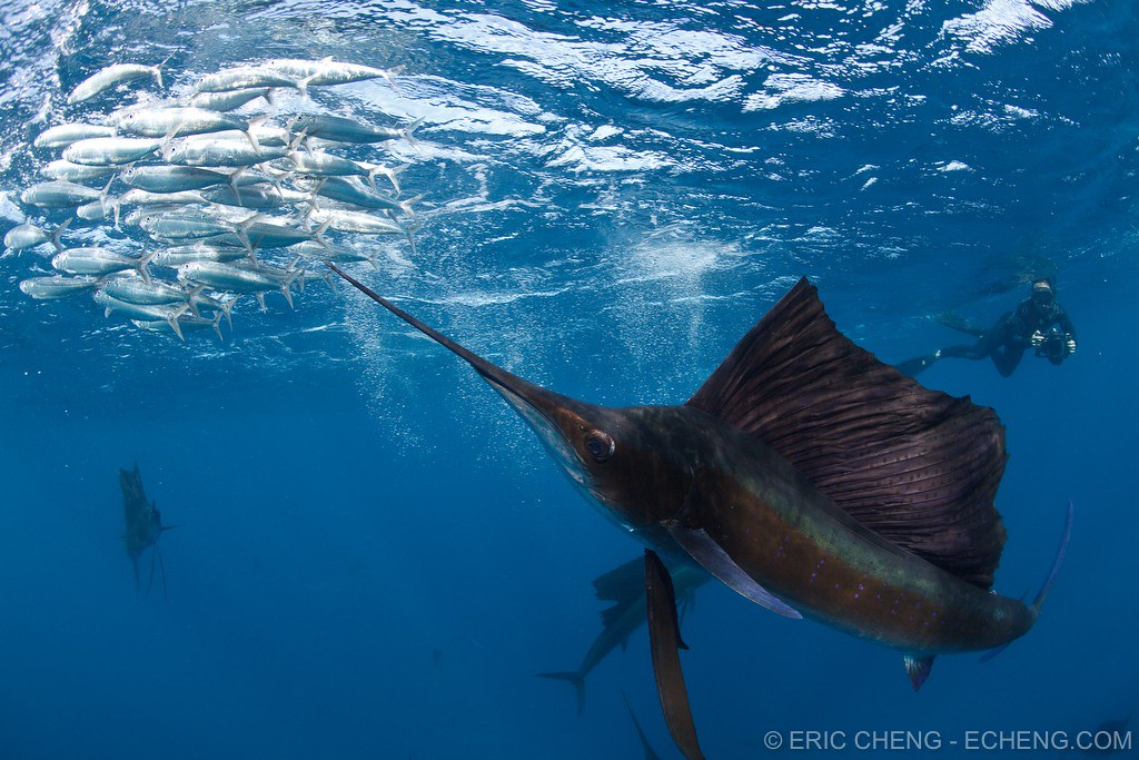 echeng100120_0244984 Atlantic sailfish (Istiophorus albica… Flickr