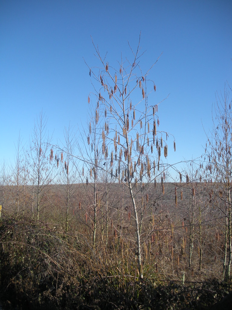 Young alder tree steve260589 Flickr
