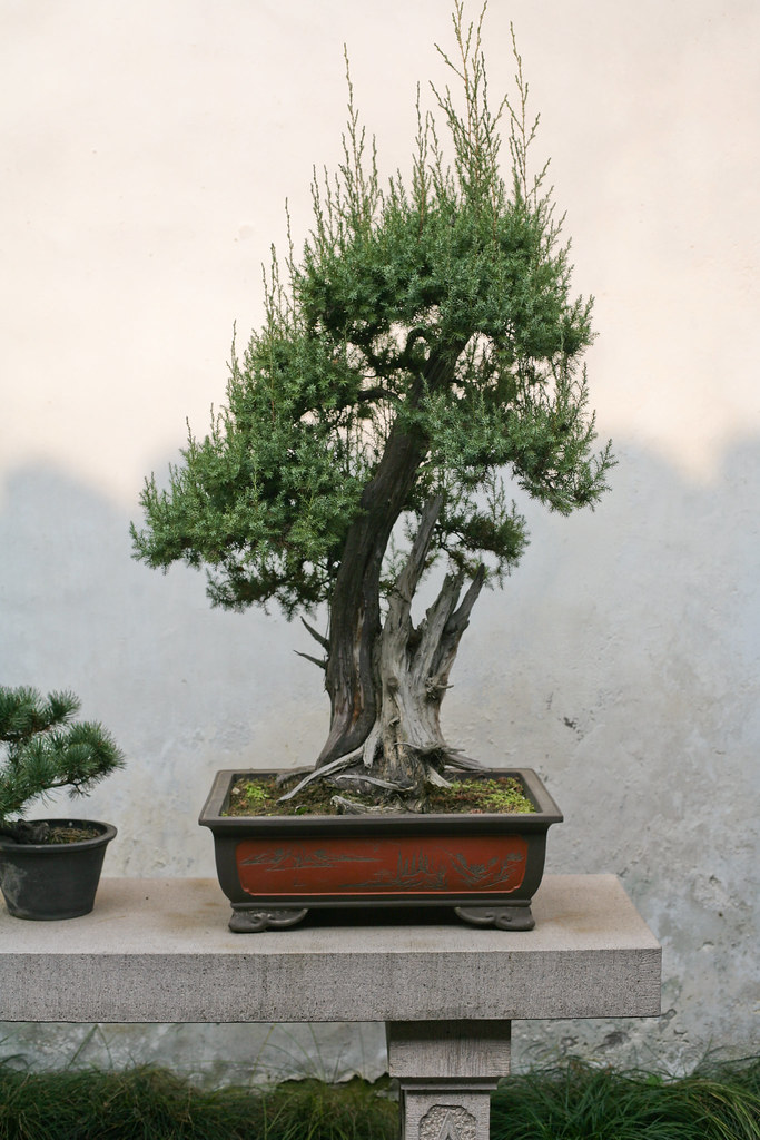 Bonsai 14 December 2006. Bonsai tree in a pot. Shanghai, C… Flickr