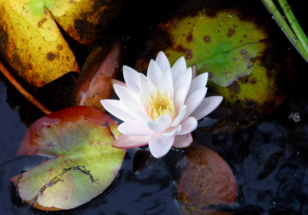 Water lilies in Maine, Ames Pond Water lily at Ames Pond, … Flickr