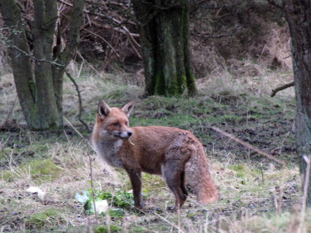 Cabbageeating Fox Taken on Cannock Chase on 3rd April, 20… John