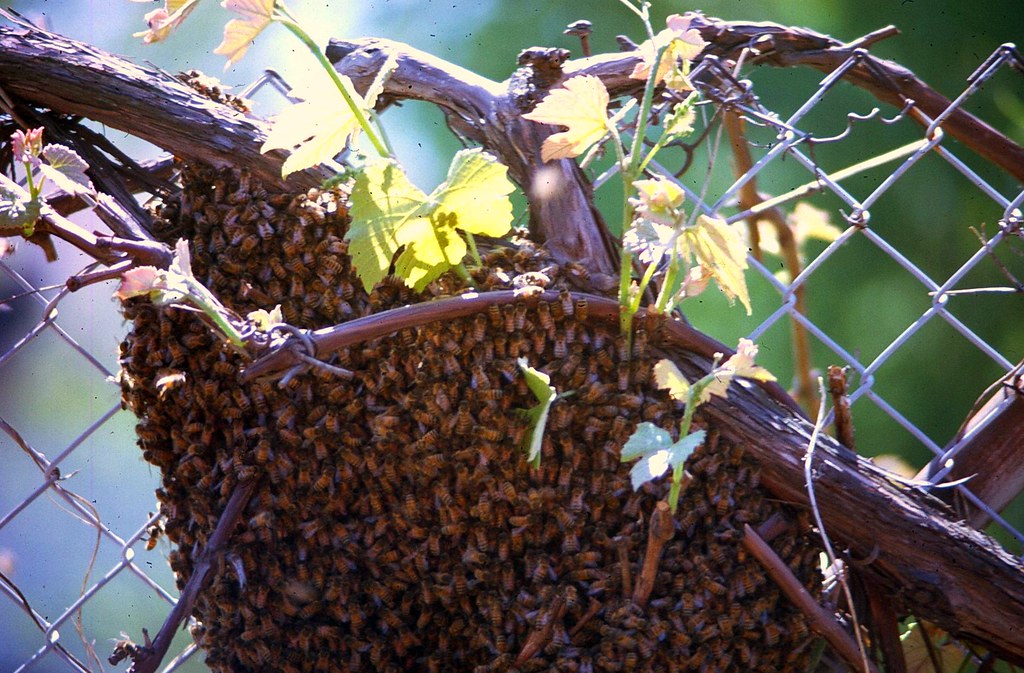 HONEY BEES BELTSVILLE, MARYLAND THE ENIGMATIC TRAVELER Flickr