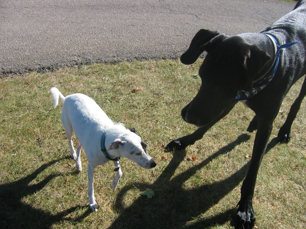 October 13, 2009 033 Great Dane and Jack Russel Jordan Kovats Flickr