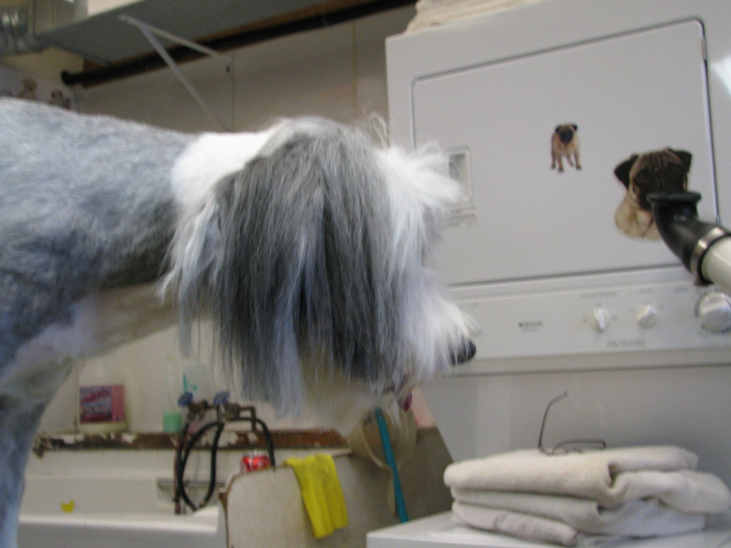 Jeanne's Dog Grooming Amy fricano Flickr