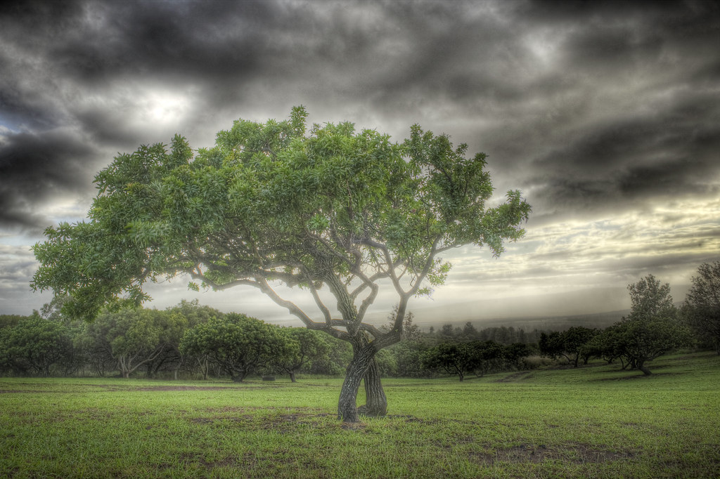 Christmas berry trees in a field near Kahanui Ahupua'a, Mo… Flickr