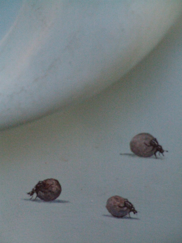 02062010 210 Elephant Parade of 2010 Sloane Square Flickr