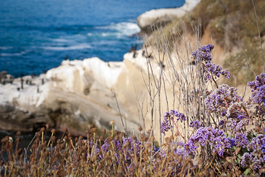 Purple Wildflowers, San Diego Caroline Angelo Flickr