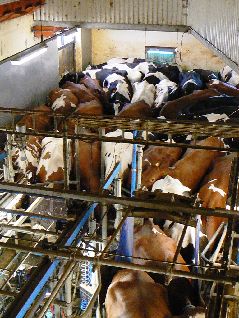 Dairy cows in a crowded barn, Sweden phototouring Flickr