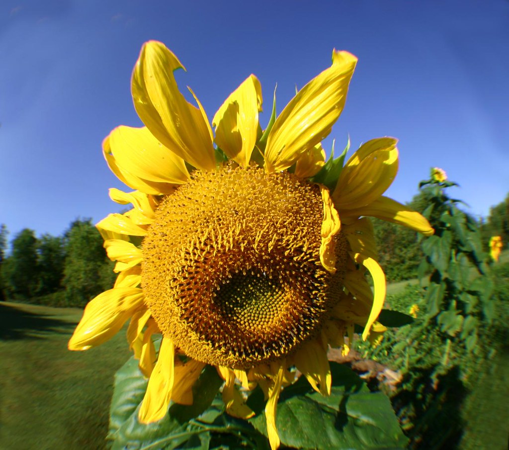 Sunflower Sunflower Kingdom Extreme Magazine Josh Drespling Flickr