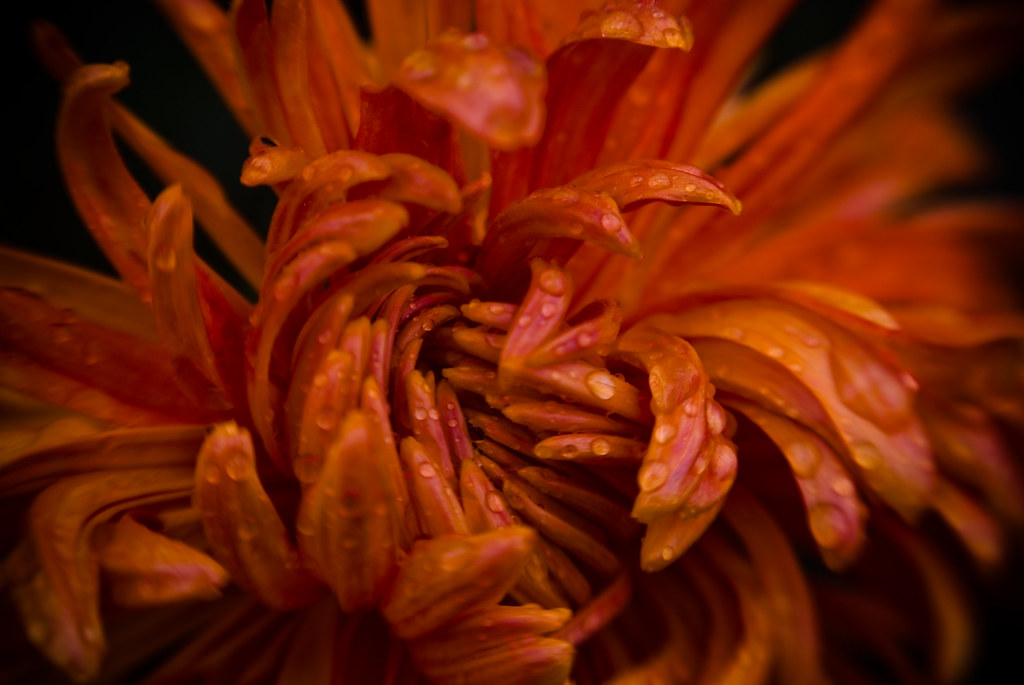 Football Chrysanthemum Wisconsin, Dousman Autumn 2009 … Flickr
