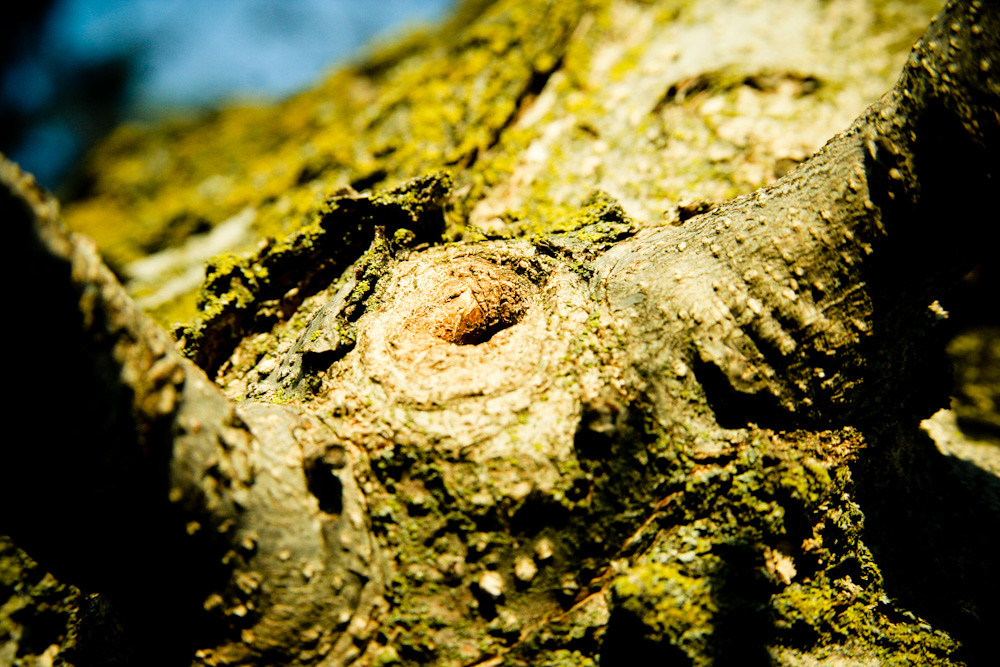 Branch Hole Tree Trunk Macro March 07, 201011 Steven Depolo Flickr