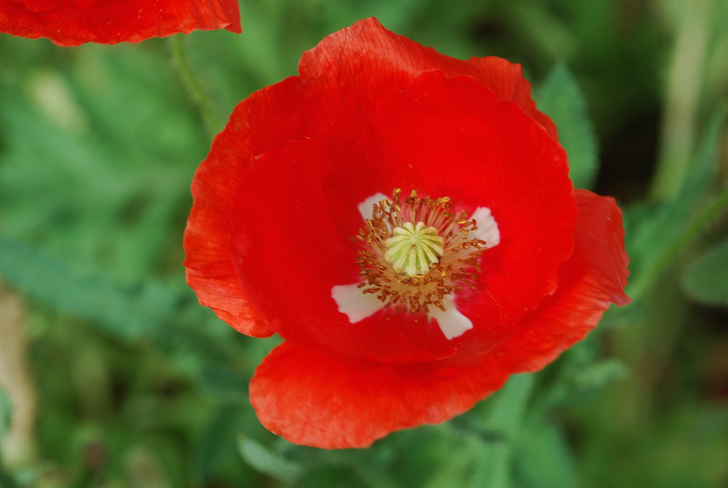 Poppy When in Ireland (2008) I bought some wild flowers se… Flickr