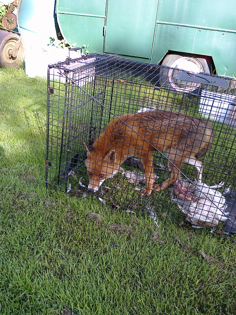 Caged Fox A caged fox.. Trapped after killing chickens and… Flickr