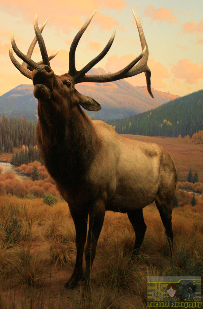 museum Moose From New York's Museum of natural history Ryan Chu