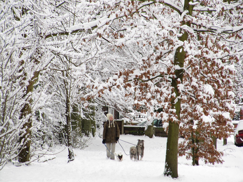Three Dog Night Dog walking friend appears out of the gloa… David