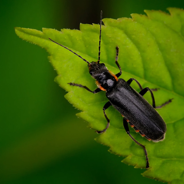 Soldier beetle Wikipedia The soldier beetles, Cantharidae… Flickr
