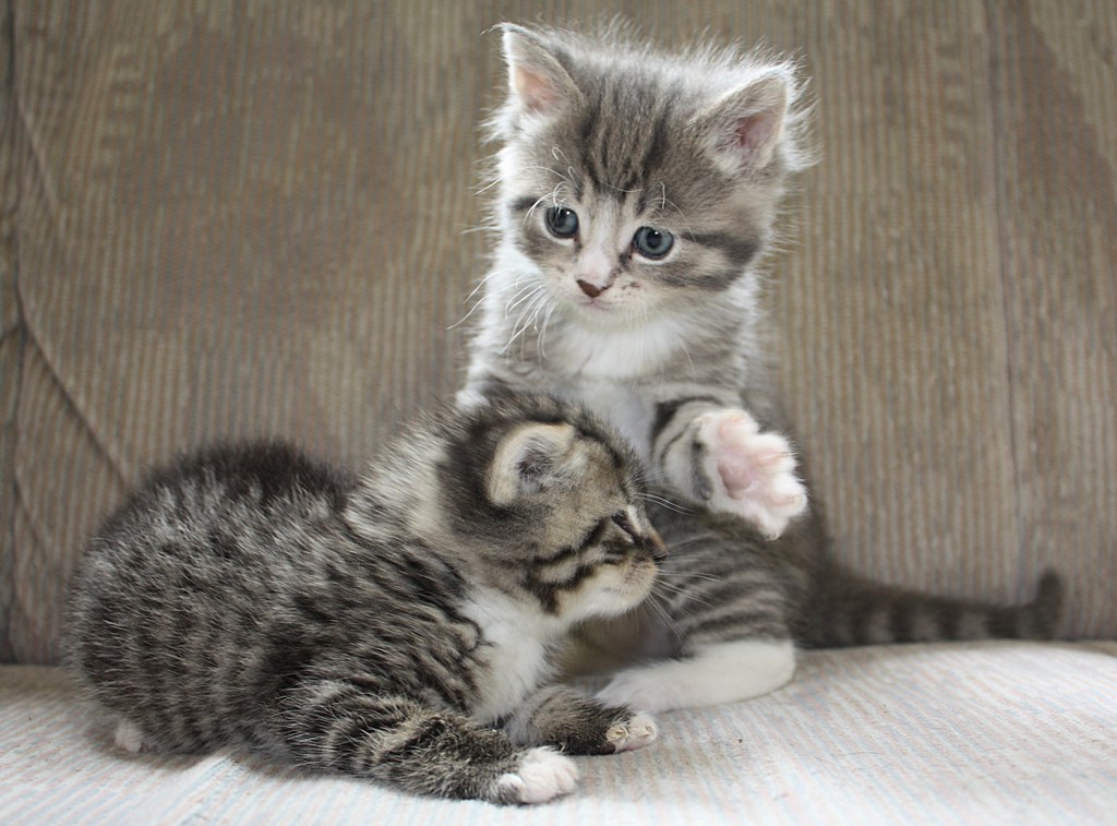 Kittens playing A rough and tumble, hit each other in the … Flickr