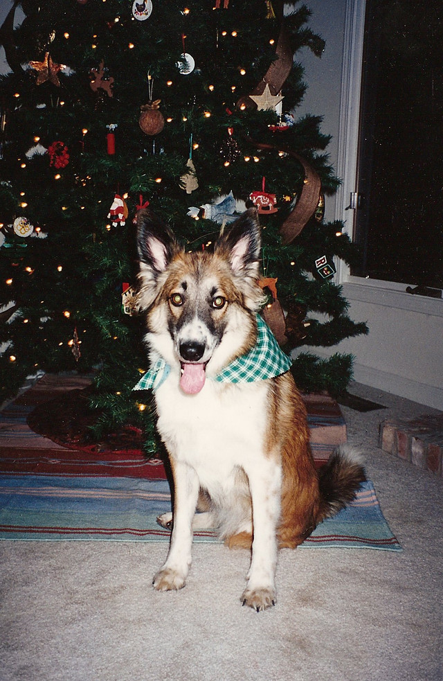 Dog_3 Downtown Veterinarian Indianapolis Flickr