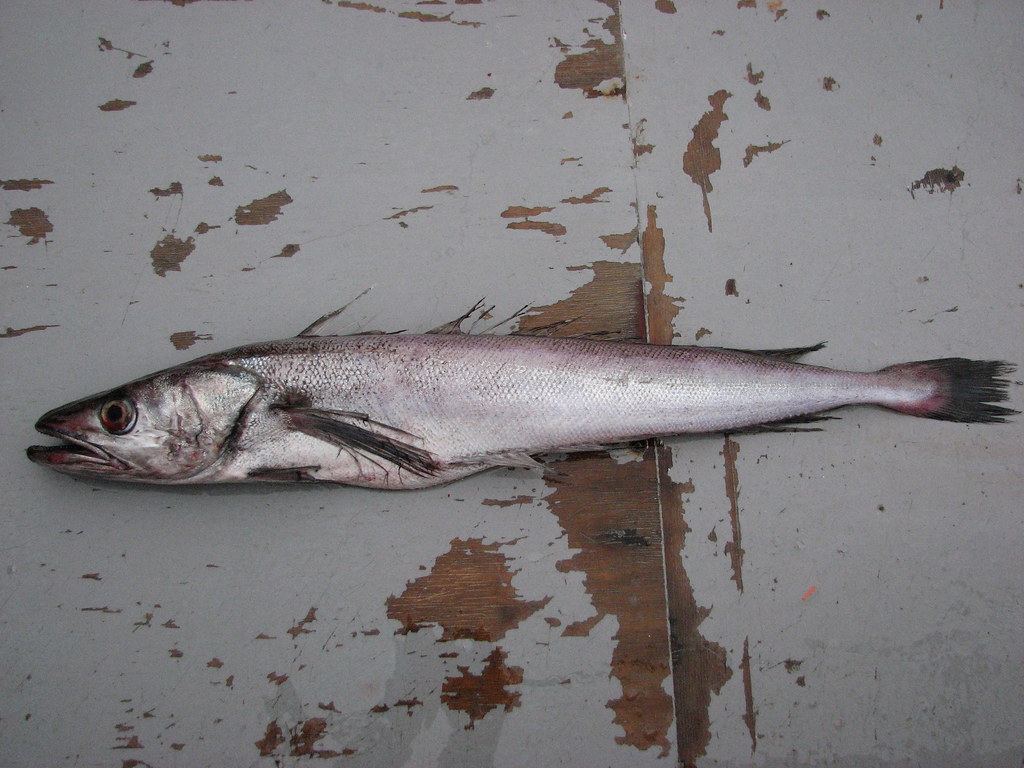 Pacific Hake (Merluccius productus) a photo on Flickriver