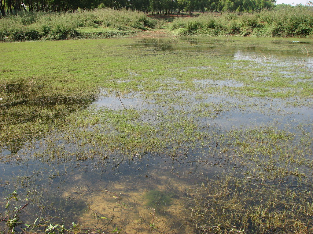 Marsh Land Marsh Land BIT Mesra near Swarnrekha River Rankesh