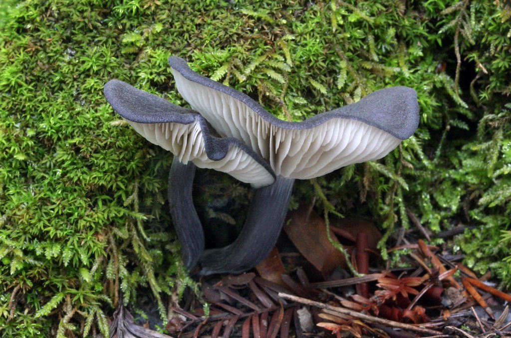 Steelblue Entoloma Steelblue Entoloma (Entoloma nitidum)… Flickr