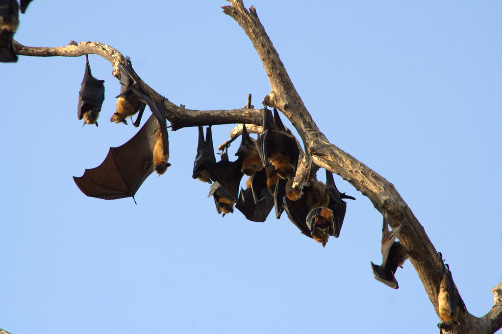 Fruit Bats in a Tree Fruit bats in trees at a temple near … Flickr