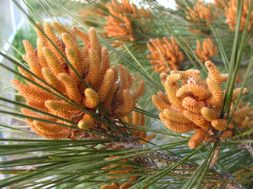 pine catkins çam ağacı çiçeği AyG