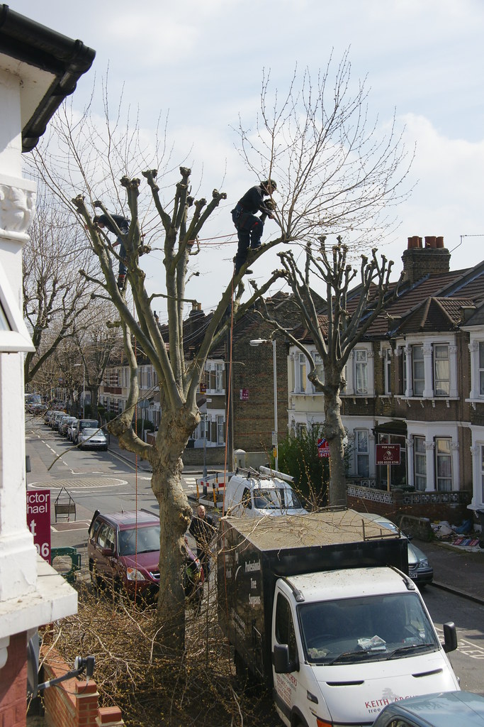 0002H90 East Ham Tree pruning. East Ham, London, Kempton … Gerry