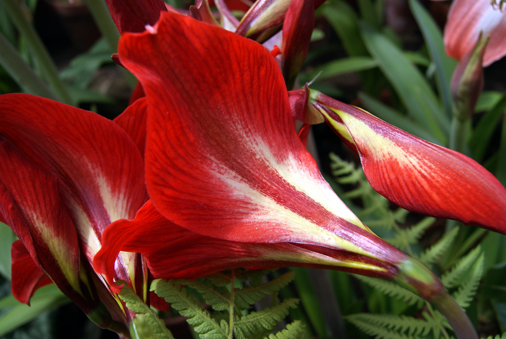 Red Velvet Petal Flowers at the Conservatory on B… Flickr