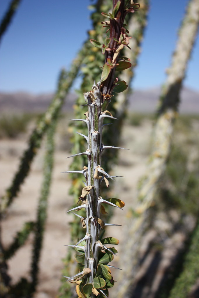 Ocotillo Closeup of an ocotillo plant. Stuart Rankin Flickr