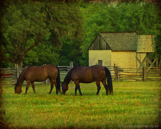 Grazing the wildflowers Johnson City, Texas. On the old ho… Flickr