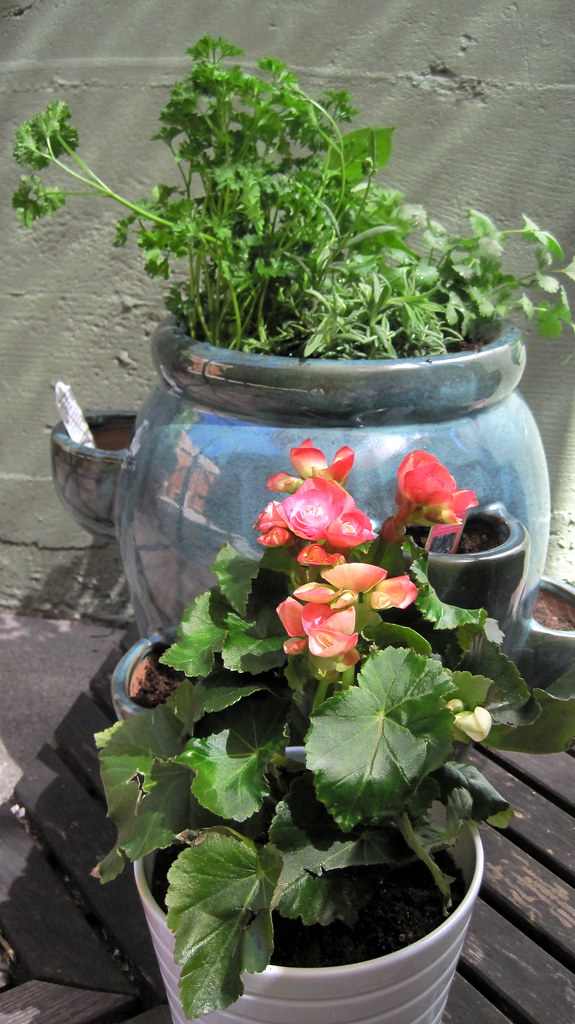 Plants blue pot from marshalls. white pot from ikea. lilszeto Flickr