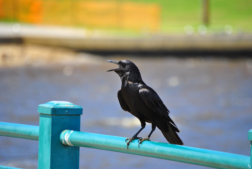 CROW. I think crows are bad luck, but I took a picture of … Flickr