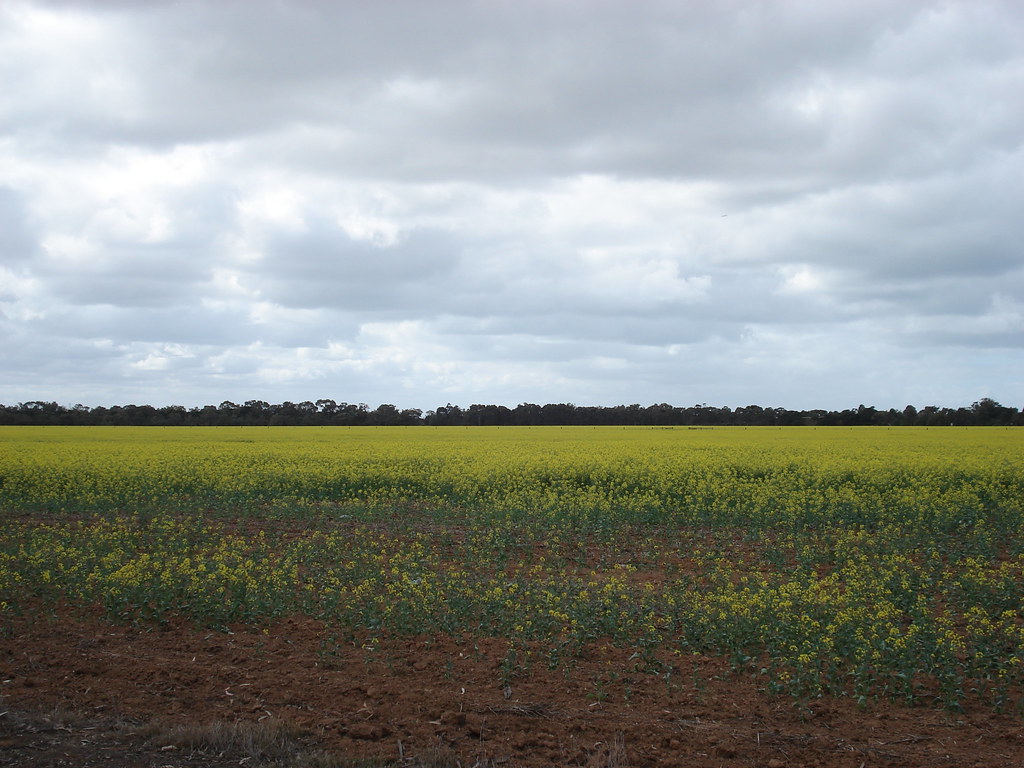 Canola Oil Farm Werribiie01 goueda Flickr